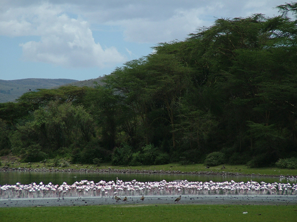 Naivasha lake