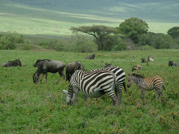 Ngorongoro crater