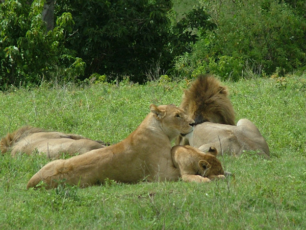 Ngorongoro crater