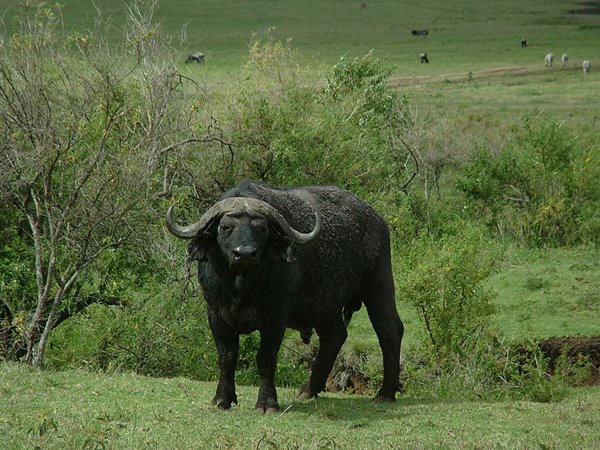 buffalo