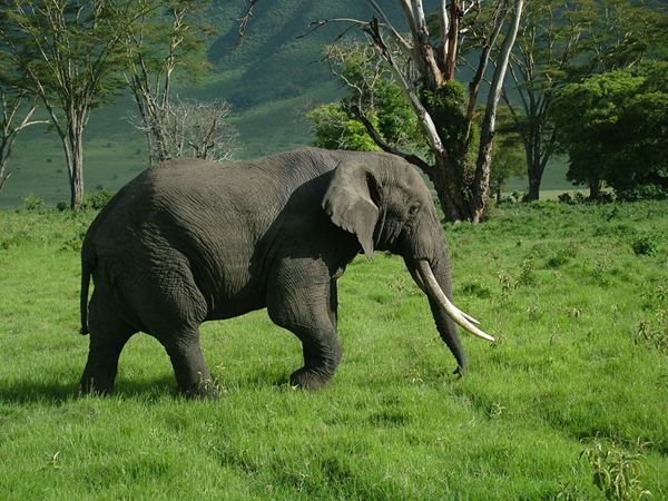 african elephant