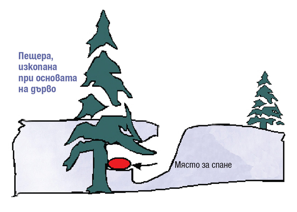 пещера изкопана при основата на дърво