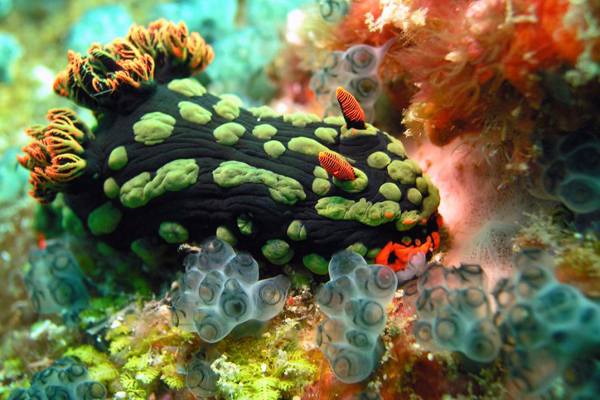 Nudibranchs