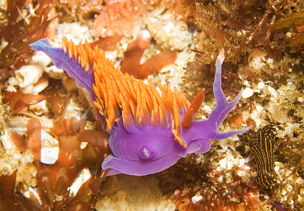 Nudibranchs 2