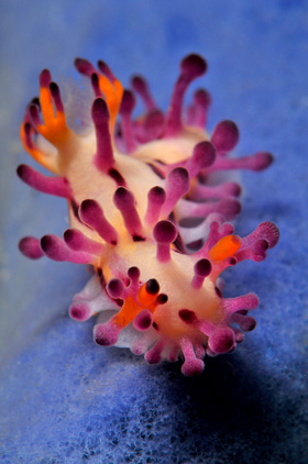 Nudibranchs