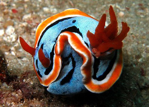 Nudibranchs