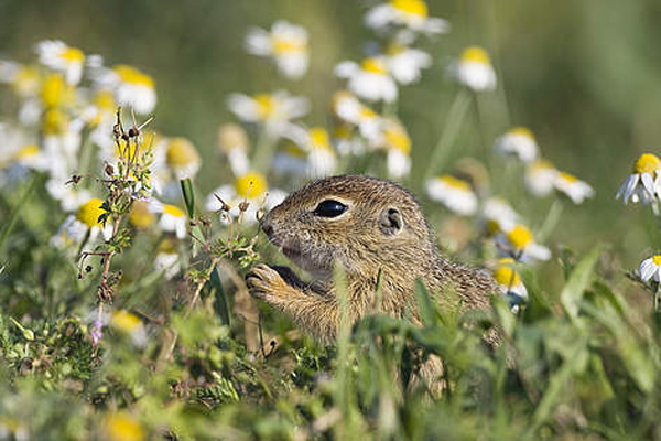 © Wild Wonders of Europe/Konrad Wothe/ WWF