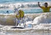 The surfing goats