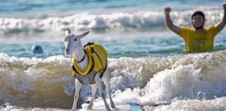 The surfing goats