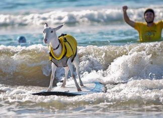 The surfing goats