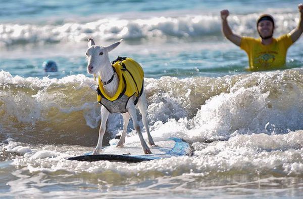 The surfing goats