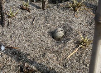 Морският дъждосвирец снася яйцата си без гнездо, близо до хората и директно върху пясъка.
