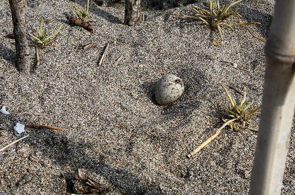 Морският дъждосвирец снася яйцата си без гнездо, близо до хората и директно върху пясъка.