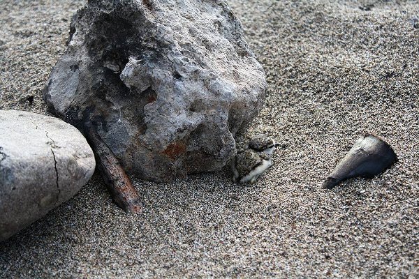 Морският дъждосвирец обитава плажове, пясъчни коси, острови и дюни, както и крайбрежни бракични или солени лагуни и места за солодобив.