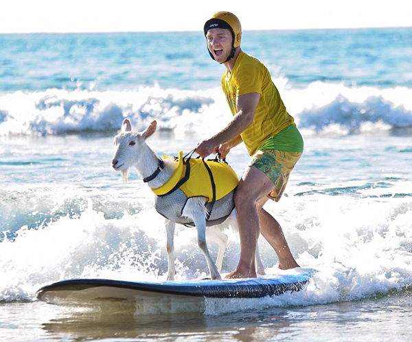 The surfing goats