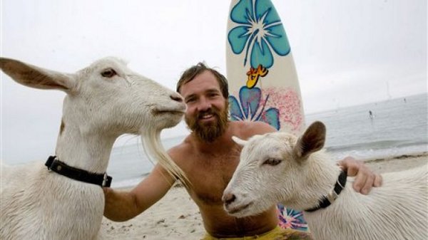 The surfing goats