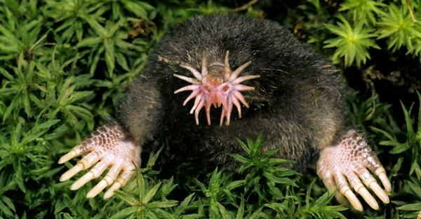 Star Nosed Mole