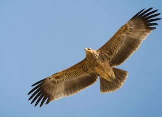 Спаси царския орел в България – акция на БДЗП и СТЕНАТА