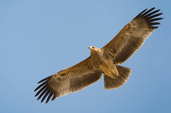 Спаси царския орел в България – акция на БДЗП и СТЕНАТА