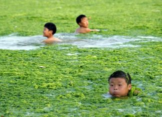 Плажът на зелените водорасли в Китай