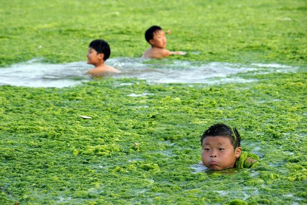 Плажът на зелените водорасли в Китай