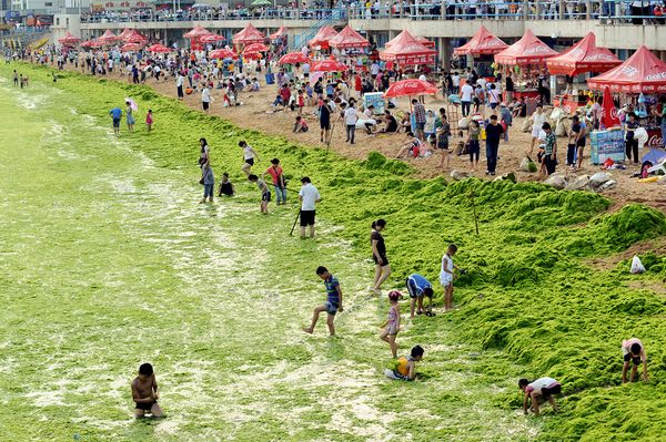 Плажът на зелените водорасли в Китай