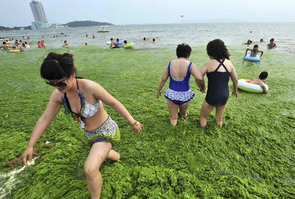 Плажът на зелените водорасли в Китай