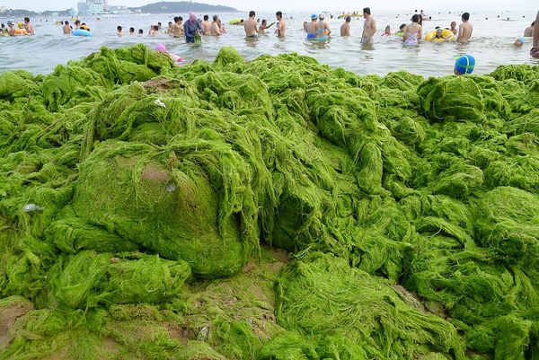 Плажът на зелените водорасли в Китай