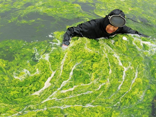 Плажът на зелените водорасли в Китай