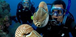 OPEN WATER DIVER
