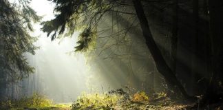 Пътуваща изложба за българските гори