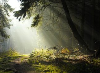 Пътуваща изложба за българските гори