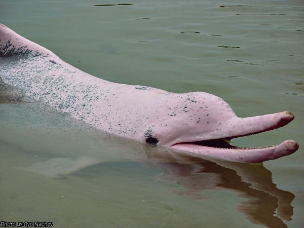 големия розов речен делфин 