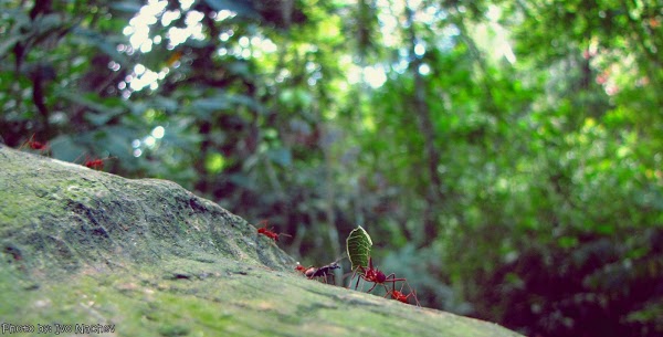 Мравки