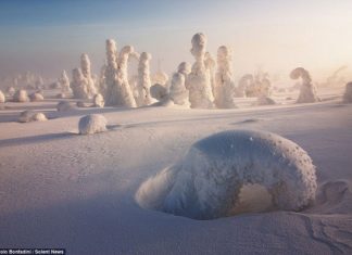 Снежните гори на Лапландия