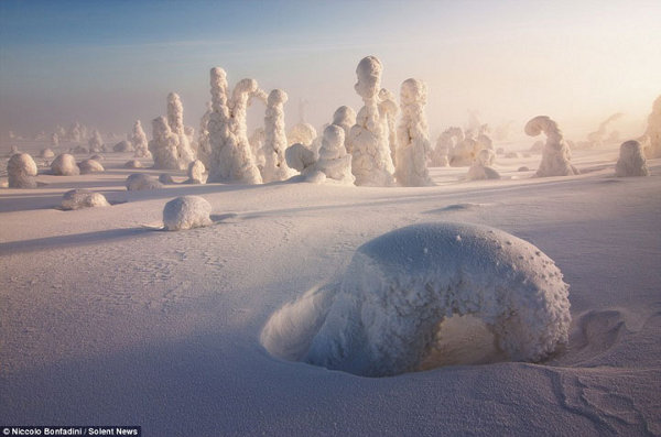 Снежните гори на Лапландия