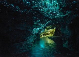 Waitomo Glowworm, Нова Зеландия