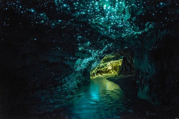 Waitomo Glowworm, Нова Зеландия