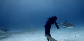 Подводен танц с акулите