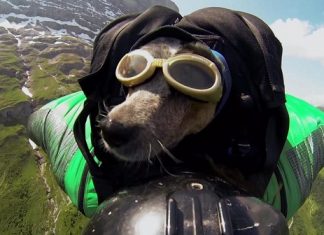 Дийн Потър - Първият уингсют полет с куче