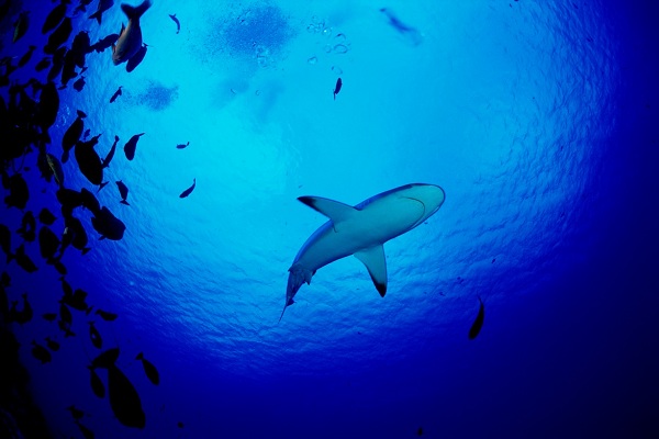 Low angle view of a shark swimming underwater