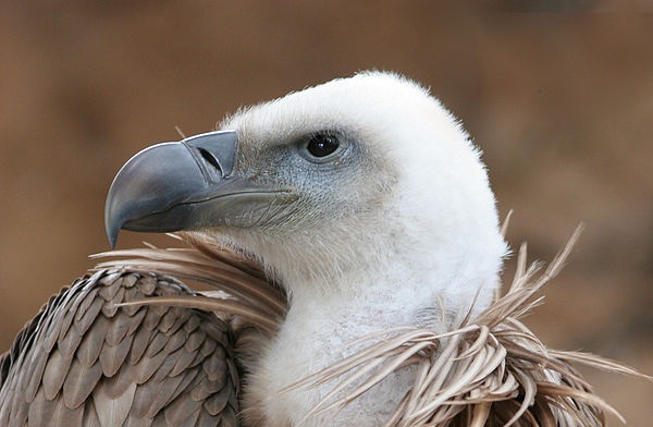 600px-Eagle_beak_sideview_A