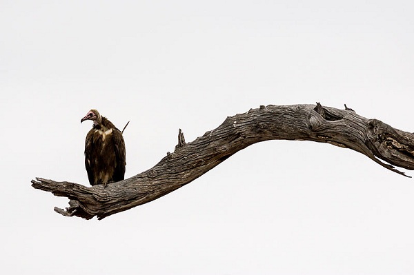 800px-African_Hooded_Vulture_(Necrosyrtes_monachus),_Kruger_National_Park