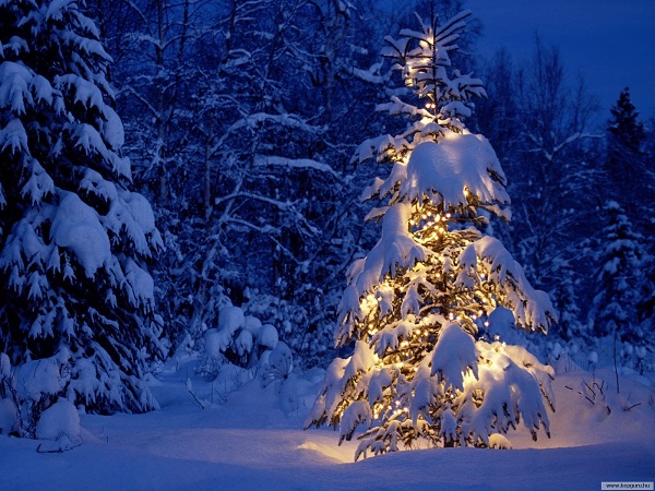 merry-christmas-christmas-9427475-16-12