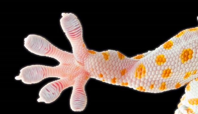 Geckskin