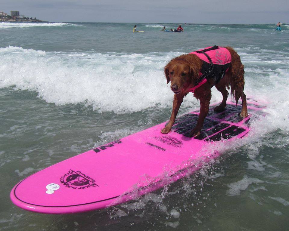 Кучета сърфисти