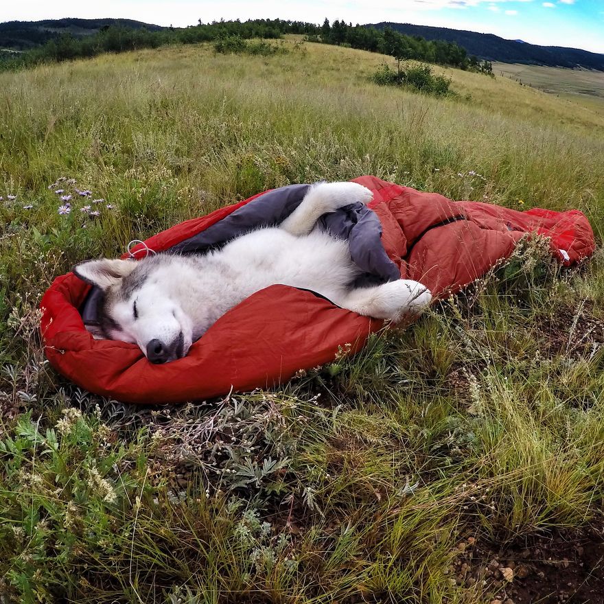 boredpanda