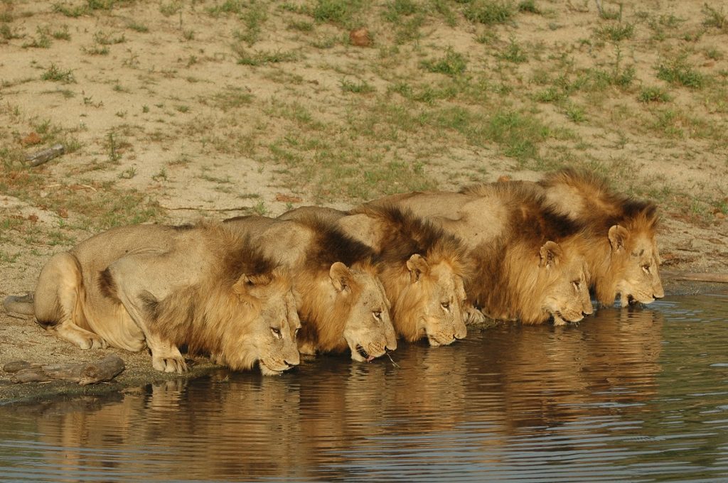 Лъвовете от Саби Санд