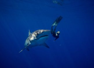 Оушън Рамзи плува с акули