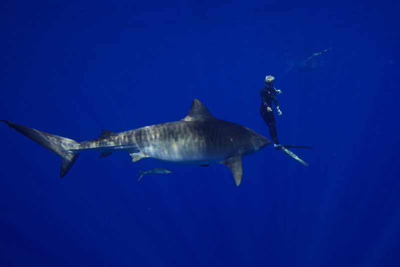 Оушън Рамзи плува с акули